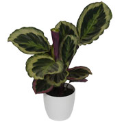 'Calathea ''Shinestar'' + Cache pot Blanc /'